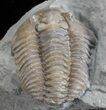 Flexicalymene Trilobite - Ohio #61022-3